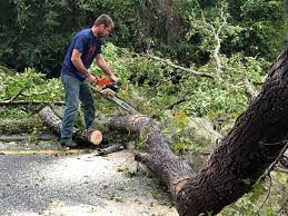 Trusted Portage, MI  Tree Services Experts