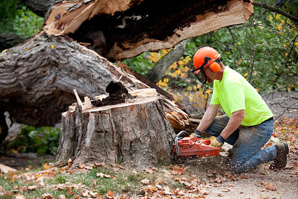 Why Choose Our Tree Removal Services in Portage, MI?